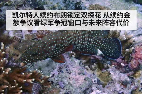 凯尔特人续约布朗锁定双探花 从续约金额争议看绿军争冠窗口与未来阵容代价